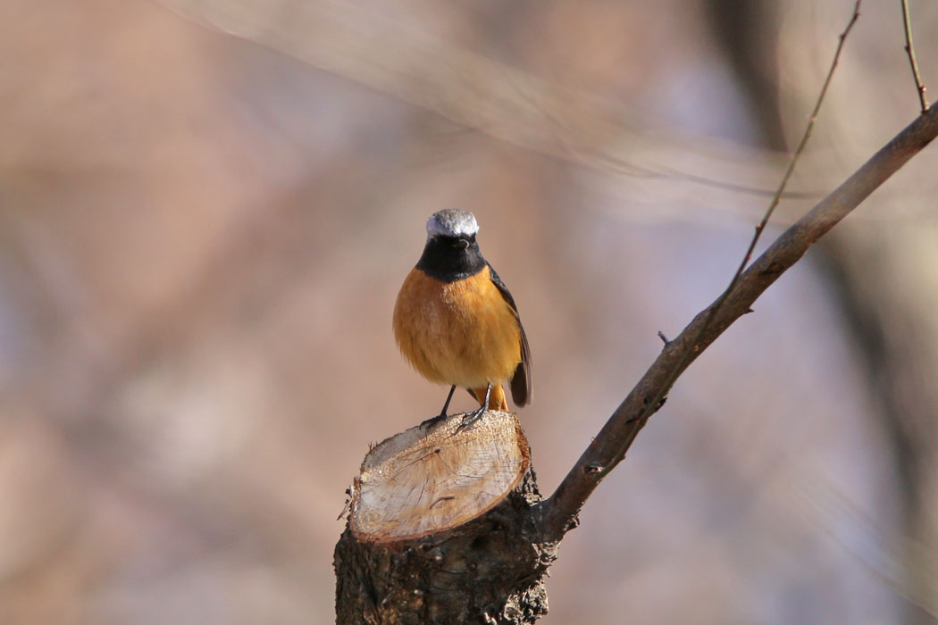 今年の相模原公園は冬鳥がいっぱい。ジョウビタキは数カ所で見ることができます。でももうすぐ帰っちゃうのかもね。